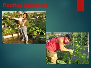 Rooftop gardening
 
