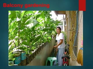Balcony gardening
 