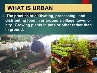 WHAT IS URBAN
GRADENING?
 The practice of cultivating, processing, and
distributing food in or around a village, town, or
city. Growing plants in pots or other rather than
in ground.
 