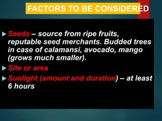 Seeds – source from ripe fruits,
reputable seed merchants. Budded trees
in case of calamansi, avocado, mango
(grows much smaller).
Site or area
Sunlight (amount and duration) – at least
6 hours
FACTORS TO BE CONSIDERED
 