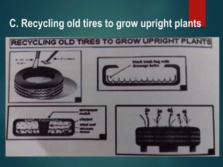 C. Recycling old tires to grow upright plants
 