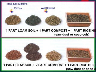 Ideal Soil Mixture
Porous Well Drained
1 PART LOAM SOIL + 1 PART COMPOST + 1 PART RICE HU
(saw dust or coco coir)
1 PART CLAY SOIL + 2 PART COMPOST + 1 PART RICE HULL
(saw dust or coco co
 