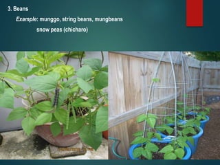 3. Beans
Example: munggo, string beans, mungbeans
snow peas (chicharo)
 