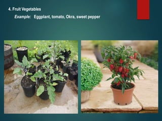 4. Fruit Vegetables
Example: Eggplant, tomato, Okra, sweet pepper
 