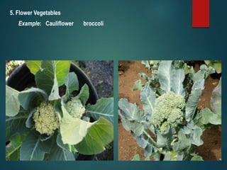 5. Flower Vegetables
Example: Cauliflower broccoli
 
