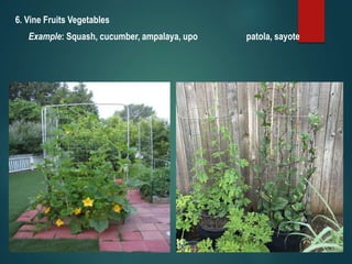 6. Vine Fruits Vegetables
Example: Squash, cucumber, ampalaya, upo patola, sayote
 