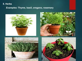 8. Herbs
Examples: Thyme, basil, oregano, rosemary
 