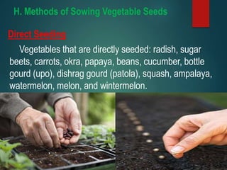 H. Methods of Sowing Vegetable Seeds
Direct Seeding
Vegetables that are directly seeded: radish, sugar
beets, carrots, okra, papaya, beans, cucumber, bottle
gourd (upo), dishrag gourd (patola), squash, ampalaya,
watermelon, melon, and wintermelon.
 
