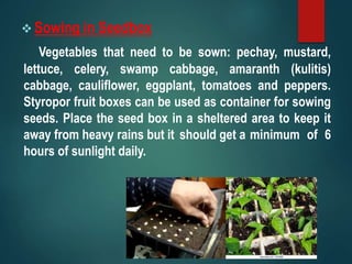  Sowing in Seedbox
Vegetables that need to be sown: pechay, mustard,
lettuce, celery, swamp cabbage, amaranth (kulitis)
cabbage, cauliflower, eggplant, tomatoes and peppers.
Styropor fruit boxes can be used as container for sowing
seeds. Place the seed box in a sheltered area to keep it
away from heavy rains but it should get a minimum of 6
hours of sunlight daily.
 