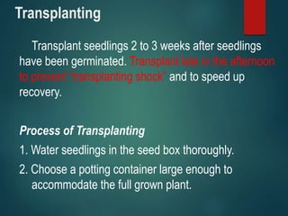 Transplanting
Transplant seedlings 2 to 3 weeks after seedlings
have been germinated. Transplant late in the afternoon
to prevent “transplanting shock” and to speed up
recovery.
Process of Transplanting
1. Water seedlings in the seed box thoroughly.
2. Choose a potting container large enough to
accommodate the full grown plant.
 