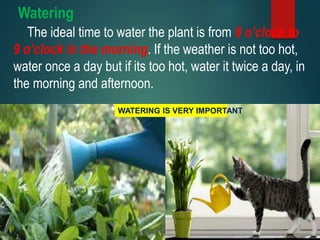 Watering
The ideal time to water the plant is from 8 o’clock to
9 o’clock in the morning. If the weather is not too hot,
water once a day but if its too hot, water it twice a day, in
the morning and afternoon.
WATERING IS VERY IMPORTANT
 