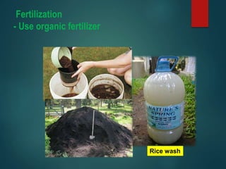 Fertilization
- Use organic fertilizer
Rice wash
 