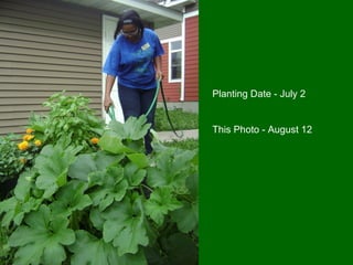 Planting Date - July 2


This Photo - August 12
 