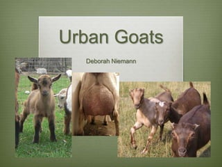 Urban Goats
  Deborah Niemann
 