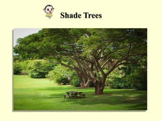 Shade Trees
 