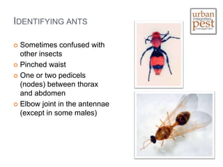 Pinched Insect Urban IPM Webinar Presentation | PPTX