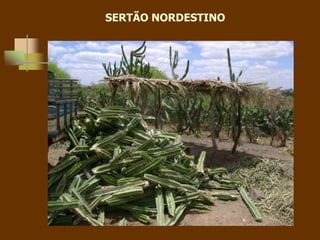 SERTÃO NORDESTINO
 