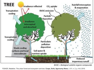 FISHER, Madeline. The urban forest and ecosystem services. Crops, Soils, Agronomy News, v. 61, n. 2, p. 4-8, 2016.
 