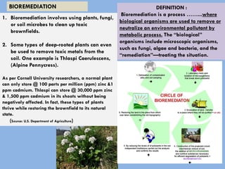 1. Bioremediation involves using plants, fungi,
or soil microbes to clean up toxic
brownfields.
2. Some types of deep-rooted plants can even
be used to remove toxic metals from the
soil. One example is Thlaspi Caerulescens,
(Alpine Pennycress).
As per Cornell University researchers, a normal plant
can only store @ 100 parts per million (ppm) zinc &1
ppm cadmium. Thlaspi can store @ 30,000 ppm zinc
& 1,500 ppm cadmium in its shoots without being
negatively affected. In fact, these types of plants
thrive while restoring the brownfield to its natural
state.
(Source: U.S. Department of Agriculture)
BIOREMEDIATION DEFINITION :
Bioremediation is a process ……...where
biological organisms are used to remove or
neutralize an environmental pollutant by
metabolic process. The “biological”
organisms include microscopic organisms,
such as fungi, algae and bacteria, and the
“remediation”—treating the situation.
 