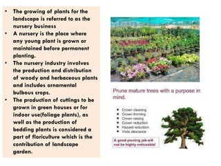• The growing of plants for the
landscape is referred to as the
nursery business
• A nursery is the place where
any young plant is grown or
maintained before permanent
planting.
• The nursery industry involves
the production and distribution
of woody and herbaceous plants
and includes ornamental
bulbous crops.
• The production of cuttings to be
grown in green houses or for
indoor use(foliage plants), as
well as the production of
bedding plants is considered a
part of floriculture which is the
contribution of landscape
garden.
 