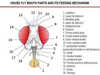 House Fly Dissection Urban pest house fly-ssnaik tnau Ph.D Scholar | PPT