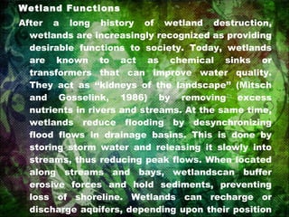 Wetland Functions After a long history of wetland destruction, wetlands are increasingly recognized as providing desirable functions to society. Today, wetlands are known to act as chemical sinks or transformers that can improve water quality. They act as ‘‘kidneys of the landscape’’ (Mitsch and Gosselink, 1986) by removing excess nutrients in rivers and streams. At the same time, wetlands reduce flooding by desynchronizing flood flows in drainage basins. This is done by storing storm water and releasing it slowly into streams, thus reducing peak flows. When located along streams and bays, wetlandscan buffer erosive forces and hold sediments, preventing loss of shoreline. Wetlands can recharge or discharge aquifers, depending upon their position on the landscape, and therefore may either replenish the aquifer or contribute to base flow in streams. 