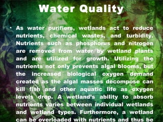 Water Quality As water purifiers, wetlands act to reduce nutrients, chemical wastes, and turbidity. Nutrients such as phosphorus and nitrogen are removed from water by wetland plants and are utilized for growth. Utilizing the nutrients not only prevents algal blooms, but the increased biological oxygen demand created as the algal masses decompose can kill fish and other aquatic life as oxygen levels drop. A wetland’s ability to absorb nutrients varies between individual wetlands and wetland types. Furthermore, a wetland can be overloaded with nutrients and thus be unable to assimilate all of the nutrient load. 