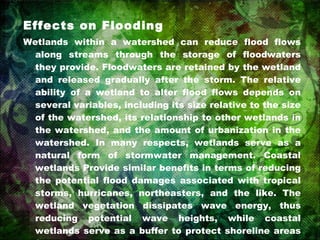 Effects on Flooding Wetlands within a watershed can reduce flood flows along streams through the storage of floodwaters they provide. Floodwaters are retained by the wetland and released gradually after the storm. The relative ability of a wetland to alter flood flows depends on several variables, including its size relative to the size of the watershed, its relationship to other wetlands in the watershed, and the amount of urbanization in the watershed. In many respects, wetlands serve as a natural form of stormwater management. Coastal wetlands Provide similar benefits in terms of reducing the potential flood damages associated with tropical storms, hurricanes, northeasters, and the like. The wetland vegetation dissipates wave energy, thus reducing potential wave heights, while coastal wetlands serve as a buffer to protect shoreline areas from wave-induced erosion. 