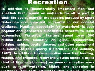 Recreation In addition to commercially important fish and shellfish that depend on wetlands for all or part of their life cycle, many of the species pursued by sport fishermen are spawned or reared in our coastal wetlands. Hunting, especially for waterfowl, is ever popular and generates substantial benefits to local economies. Waterfowl hunters spend over 300 million dollars annually on guns, ammunition, lodging, guides, boats, decoys, and other equipment in pursuit of their quarry (Feierabend and Zelazny, 1987). In addition to consumptive uses like hunting, fishing, and trapping, many individuals spend a great deal of time (and money) on non-consumptive uses such as bird watching, hiking, and canoeing in wetlands. The EPA estimates that over 50 million people annually visit wetlands for bird watching (USEPA, 1988). 