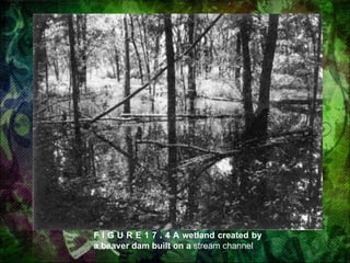 F I G U R E 1 7 . 4 A wetland created by a beaver dam built on a  stream channel 