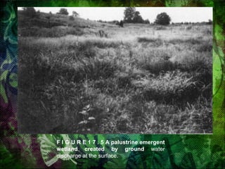 F I G U R E 1 7 . 5 A palustrine emergent wetland created by ground  water discharge at the surface. 