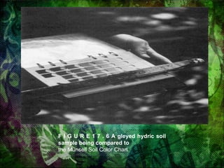 F I G U R E 1 7 . 6 A gleyed hydric soil sample being compared to the Munsell Soil Color Chart 