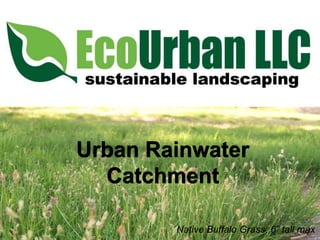 Urban Rainwater
  Catchment

        Native Buffalo Grass, 6” tall max
 