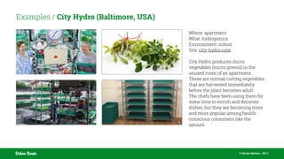 © Nicola Mattina - 2017Urban Roots
Examples / City Hydro (Baltimore, USA)
Where: apartment
What: hydroponics
Environment: indoor
Site: city-hydro.com
City Hydro produces micro
vegetables (micro greens) in the
unused room of an apartment.
These are normal cutting vegetables
that are harvested immediately
before the plant becomes adult.
The chefs have been using them for
some time to enrich and decorate
dishes, but they are becoming more
and more popular among health-
conscious consumers like the
sprouts.
 