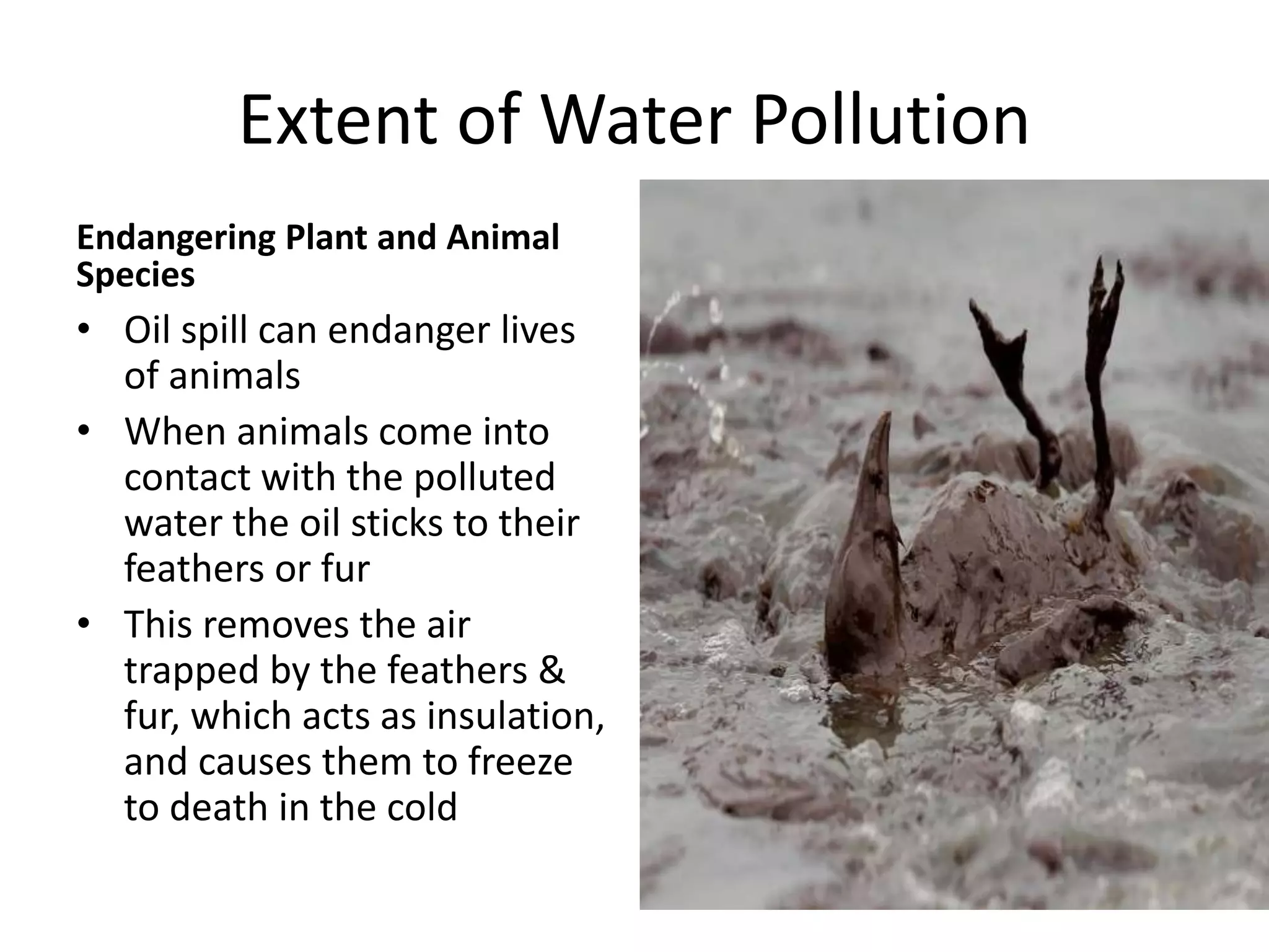 Extent of Water Pollution
Endangering Plant and Animal
Species
• Oil spill can endanger lives
of animals
• When animals come into
contact with the polluted
water the oil sticks to their
feathers or fur
• This removes the air
trapped by the feathers &
fur, which acts as insulation,
and causes them to freeze
to death in the cold
 