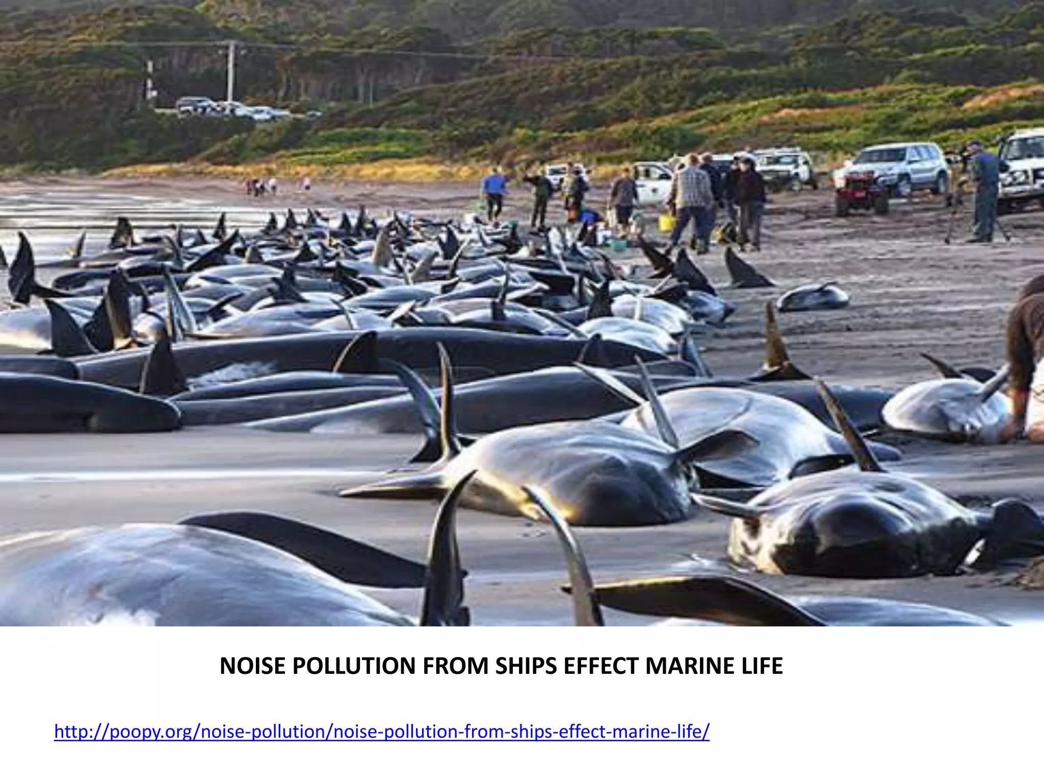 NOISE POLLUTION FROM SHIPS EFFECT MARINE LIFE
http://poopy.org/noise-pollution/noise-pollution-from-ships-effect-marine-life/
 
