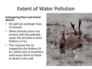 Extent of Water Pollution
Endangering Plant and Animal
Species
• Oil spill can endanger lives
of animals
• When animals come into
contact with the polluted
water the oil sticks to their
feathers or fur
• This removes the air
trapped by the feathers &
fur, which acts as insulation,
and causes them to freeze
to death in the cold
 