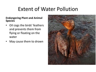 Extent of Water Pollution
Endangering Plant and Animal
Species
• Oil cogs the birds’ feathers
and prevents them from
flying or floating on the
water
• May cause them to drown
 