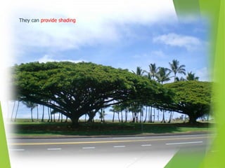 They can provide shading
 