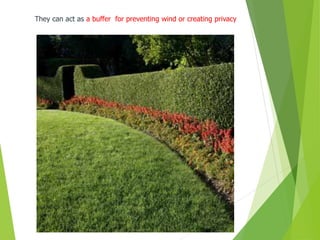 They can act as a buffer for preventing wind or creating privacy
 