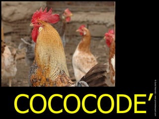 COCOCODE’ ® Guido Masnata – www.promediaexpert.com 