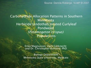 Carbohydrate Allocation Patterns in Southern
Minnesota
Herbicide (endothal) treated Curlyleaf
Pondweed
(Potomogeton crispus)
Populations
Erika Magnusson, Zach Gutknecht
and Dr. Christopher Ruhland, PhD
Biology Department
Minnesota State University, Mankato
 