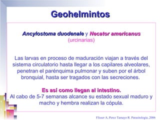 Geohelmintos

     Ancylostoma duodenale y Necator americanus
                    (urcinarias)


  Las larvas en proceso de maduración viajan a través del
 sistema circulatorio hasta llegar a los capilares alveolares,
   penetran el parénquima pulmonar y suben por el árbol
     bronquial, hasta ser tragados con las secreciones.

             Es así como llegan al intestino.
Al cabo de 5-7 semanas alcance su estado sexual maduro y
            macho y hembra realizan la cópula.

                                      Flisser A, Perez Tamayo R. Parasitología..2006
 