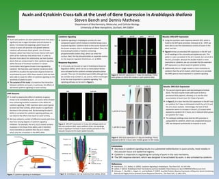 Auxin and Cytokinin Cross-talk at the Level of Gene Expression in Arabidopsis thaliana
                                             Steven Bench and Dennis Mathews
                                                                                     Department of Biochemistry, Molecular, and Cellular Biology
                                                                                         University of New Hampshire, Durham, NH 03824


Abstract                                                        Cytokinin Signaling                                                         WT          arr10          arr1       arr1,12        Results: DR5:GFP Expression
 Auxin and cytokinin are plant phytohormones that play a        Cytokinin signaling in Arabidopsis consists of a two-                                                                           Using the synthetic auxin response element DR5, which is
  significant role in organ formation and cell division in        component system which involves a histidine kinase and a                                                                         fused to the GFP gene promoter, (Ulmasov et al., 1997) we
  plants. It is known that exposing a plant tissue cell           response regulator. Cytokinin binds to the sensor domain of                                                                      were able to see the instantaneous activity of auxin in the
                                                                                                                                    MS
  culture to auxin will promote root growth whereas               the kinase receptor, then is autophosphorylated. Then, the                                                                       plant root tips.
  cytokinin will promote shoot growth. Less is known,             kinase phosphorylates a histidine-containing                                                                                    Figure 4 shows an extended DR5 expression in the WT and
  however, about how these hormones interact with each            phosphotransfer protein (Htp), which can enter the                                                                               arr10 seedlings in the columella and epidermal cells. This
  other at the molecular and cellular level. In order to          nucleus. Next, the Htp phosphorylates an aspartate residue                                                                       pattern is seen somewhat in the arr1 mutant, but not at all in
  discover more about this relationship, we have studied          on the response regulator (Hutchinson, et. al 2002).                                                                             the arr1,12 double. Because the double mutant is more
  plants that are compromised in their cytokinin signaling
                                                                Response Regulators                                                 BA                                                             insensitive to cytokinin, we can conclude that the extended
  ability because of knockout mutations in certain
                                                                                                                                                                                                   GFP expression is a direct result of cytokinin activity.
  transcription factor genes known to be regulated by            In this study, we focused on type-B Arabidopsis Response
  cytokinin. We have also used reporter constructs (GUS           Regulators (ARRs), which can act as transcription factors                                                                       Additionally, the arr1 single mutant is more insensitive to
  and GFP) to visualize the expression of genes known to          once activated by the cytokinin-initiated phosphorylation                                                                        cytokinin than the arr10 mutant, which lead us to conclude
  be activated by auxin. With these research tools we have        cascade. There are 23 identified type-B ARRs although here                                                                       the ARR1 gene is more important in cytokinin signaling.
                                                                                                                                 Figure 4 DR5:GFP expression in 5-day old seedlings. Plants
  been able to study the effect of cytokinin signaling on the     we consider only numbers 1, 10, and 12, which are thought      were grown on either MS media or 1µM cytokinin (BA).
  sensitivity of plants to auxin.                                 to be the most important in cytokinin signaling. This
 The purpose of this study is to examine the interaction         signaling pathway can be seen in Figure 1.
  between cytokinin and auxin; in particular, the effects of
                                                                                                                                                      WT        1,12          1,10,12             Results: DR5:GUS Expression
  decreased cytokinin signaling on auxin activity.
                                                                                                                                                                                                   The second reporter gene used was beta-gulcuronidase
                                                                          MS                             1µM BA
ARR Mutants                                                                                                                                                                                         (GUS). The GUS enzyme reacts with auxin to form a
                                                                                                                                              MS                                                    permanent blue pigment, allowing us to see the total
 In order to observe the effect of cytokinin on genes
                                                                                                                                                                                                    accumulation of auxin over the 5 days of growth.
  known to be activated by auxin, we used a series of plant
  lines containing knockout mutations in the alleles for                                                                                                                                           In Figure 5, it is clear that the GUS expression in the WT root
  cytokinin signaling. T-DNA insertions were used in genes                                                                                                                                          on cytokinin for 5 days is eliminated in both the arr1,12 and
  to knock out their activity, which results in a significant                                                                                                                                       the arr1,10,12 mutants. Interestingly, the level of GUS
  decrease in the primary root. By decreasing the plant’s                                                                                                                                           expression seems to increase in the arr1,12 mutant when
                                                                                                                                 1 µM BA (2 hours)
                                                                                                                                                                                                    exposed to cytokinin for 2 hours, but is reduced when grown
  ability to complete the cytokinin signaling pathway, we
  can observe the effects that result on auxin activity.                                                                                                                                            on cytokinin for 5 days.

 We have utilized a number of different mutant plant lines                                                                                                                                        The wildtype seedlings show that the DR5 promoter is
  that have varying degrees of cytokinin signaling                                                                                                                                                  upregulated by cytokinin, which was unexpected because
  inhibition. For example, the arr1,10,12 mutant contains       Figure 2 DR5:GFP expression in 5-day old wildtype plants on                                                                         DR5 was designed synthetically to respond to auxin.
  mutations in the those three alleles, and is therefore        MS and cytokinin (BA). Upon addition of BA, the seedlings         1 µM BA (5 days)
                                                                show a significant increase in auxin activity primarily in the
  more insensitive to cytokinin than the arr1 mutant,
                                                                vascular tissue and the outer epidermal cells.
  which only has a mutation in the ARR1 allele.

                                                                                                                                 Figure 5 DR5:GUS expression in 5-day old seedlings. Plants
                                                                                                                                 exposed to BA for 2 hours were initially grown on MS media.


                                                                                                                                 Conclusions
                                                                                                                                  Decrease in cytokinin signaling results in a substantial redistribution in auxin activity, most notably in
                                                                                                                                   the vascular tissue and epidermal regions.
                                                                                                                                  Cytokinin is important in regulating the activity of auxin in the root meristems.
                                                                                                                                  The DR5 response element, which was designed to be activated by auxin, is also activated by cytokinin.

                                                                                                                                 References
                                                                                                                                  Hutchinson, C.E., Keiber, JJ. (2002). Cytokinin Signaling in Arabidopsis. The Plant Cell, 14, 547-559.
                                                                                                                                  Jaillais, Y. (2012). Arabidopsis Root Tip Anatomy [online] Available: http://www.ens-lyon.fr/RDP/SiCE/Resources.html
                                                                                                                                  Ulmasov, T., Murfett, J., Hagen, G., and Guilfoyle, T. (1997). Aux/IAA Proteins Repress Expression of Reporter Genes Containing
                                                                 Figure 3 Arabidopsis root tip anatomy (Yvon Jaillais, 2012)       Natural and Highly Active Synthetic Auxin Response Elements . The Plant Cell, 9, 1963-1971.
Figure 1 Cytokinin signaling in Arabidopsis
 