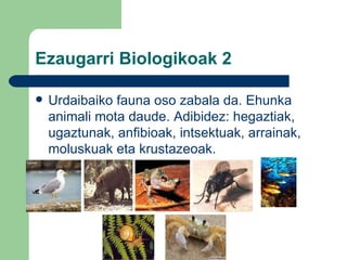 Ezaugarri Biologikoak 2 Urdaibaiko fauna oso zabala da. Ehunka animali mota daude. Adibidez: hegaztiak, ugaztunak, anfibioak, intsektuak, arrainak, moluskuak eta krustazeoak.  