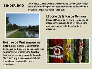 Bosque de Oma Recorrerá una
pista forestal durante 2,5 kilómetros
El Bosque de Oma, una de las obras más
conocidas del artista vasco Agustín
Ibarrola, es una expresión del llamado
"land art", y que tiene como finalidad
trasladar el trabajo artístico a la
naturaleza.
El corte de la Ria de Gernika
Desde el Puente de Rentería siguiendo el
margen izquierdo de la ria un paseo llano
de 4 km. nos permite disfrutar de la
marisma .
SENDERISMO
La comarca cuenta con multitud de rutas que se caracterizan
por la pluralidad de paisajes que atraviesan y variedad en su
dificultad. Algunass de las rutas son:
 