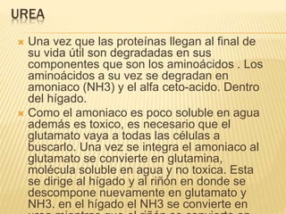 UREA
 Una vez que las proteínas llegan al final de
su vida útil son degradadas en sus
componentes que son los aminoácidos . Los
aminoácidos a su vez se degradan en
amoniaco (NH3) y el alfa ceto-acido. Dentro
del hígado.
 Como el amoniaco es poco soluble en agua
además es toxico, es necesario que el
glutamato vaya a todas las células a
buscarlo. Una vez se integra el amoniaco al
glutamato se convierte en glutamina,
molécula soluble en agua y no toxica. Esta
se dirige al hígado y al riñón en donde se
descompone nuevamente en glutamato y
NH3. en el hígado el NH3 se convierte en
 