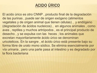 ACIDO ÚRICO
El acido úrico es otro CNNP , producto final de la degradación
de las purinas , puede ser de origen exógeno (alimentos
vegetales y de origen animal que tienen células) , y endógeno
(degradación de ácidos nucleicos) , en algunos animales , como
aves , reptiles y muchos artrópodos , es el principal producto de
desecho , y se expulsa con las heces ; los animales que
excretan mayoritariamente ácido úrico se denominan
uricotelicos. En la sangre , el ácido úrico está presente bajo su
forma libre de urato mono sódico. Se elimina esencialmente por
vía urinaria , pero una parte pasa al intestino y es degradado por
la flora bacteriana
 