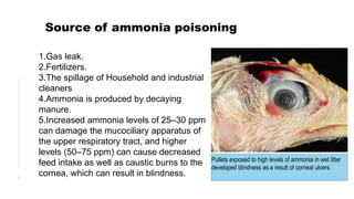 3
Source of ammonia poisoning
1.Gas leak.
2.Fertilizers.
3.The spillage of Household and industrial
cleaners
4.Ammonia is produced by decaying
manure.
5.Increased ammonia levels of 25–30 ppm
can damage the mucociliary apparatus of
the upper respiratory tract, and higher
levels (50–75 ppm) can cause decreased
feed intake as well as caustic burns to the
cornea, which can result in blindness.
Pullets exposed to high levels of ammonia in wet litter
developed blindness as a result of corneal ulcers.
 