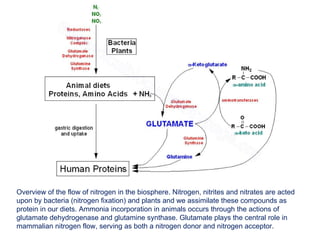 Overview of the flow of nitrogen in the biosphere. Nitrogen, nitrites and nitrates are acted upon by bacteria (nitrogen fixation) and plants and we assimilate these compounds as protein in our diets. Ammonia incorporation in animals occurs through the actions of glutamate dehydrogenase and glutamine synthase. Glutamate plays the central role in mammalian nitrogen flow, serving as both a nitrogen donor and nitrogen acceptor. 